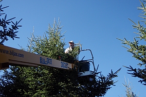 Looking up at bill asack picking balsam x fraser fir hybrid seed