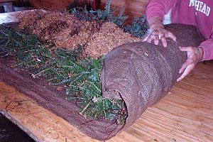 Balsam fir transplants being rolled with wet burlap and sawdust