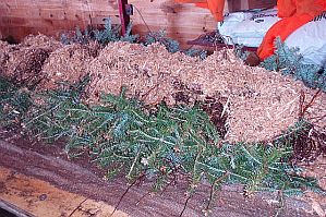 Burito roll of balsam fir tranplants ready to be rolled