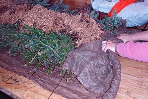 Worker starts rolling balsam fir tranplants