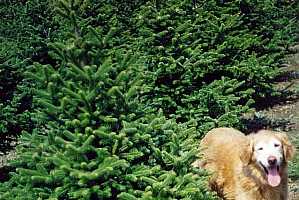     Golden Retriever hunting for the perfect tree