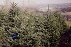 Balsam Fir Premium Christmas trees marked with blue tags