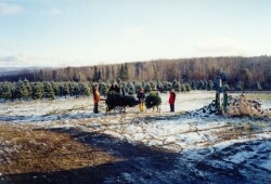 Choose & Cut Christmas Tree Customers Pulling up a Christmas Tree to the barn